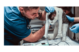 Essential Veterinary Ophthalmic Instruments and Their Uses