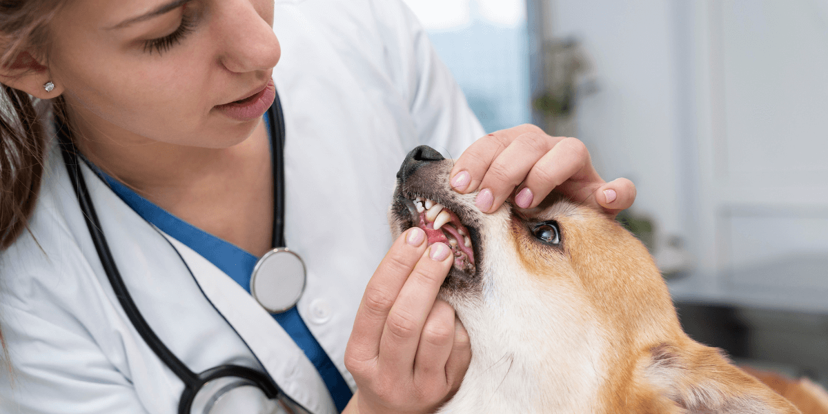 DOG DENTAL EXTRACTION