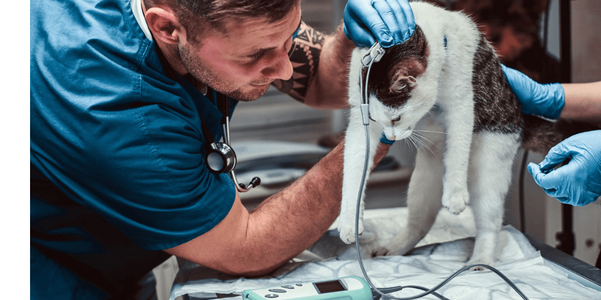 Essential Veterinary Ophthalmic Instruments and Their Uses