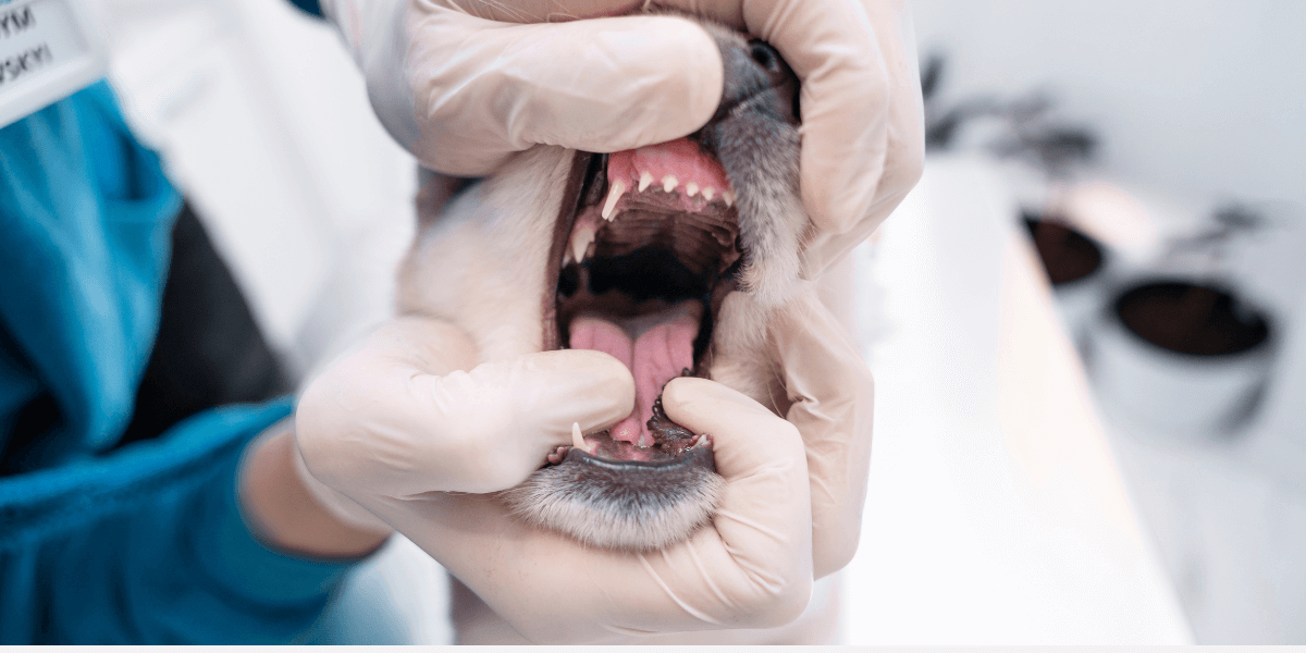 PERIODONTAL DISEASES IN PETS