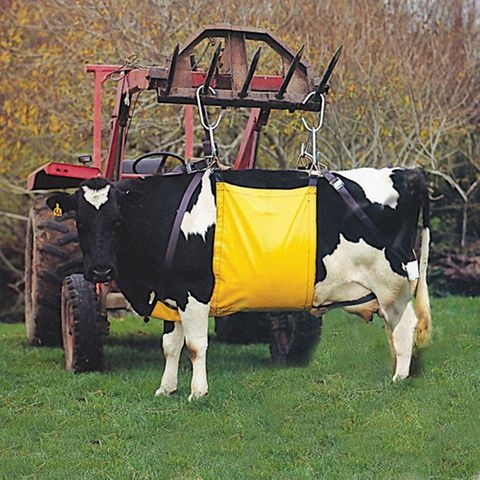 Cow Hip Lifter - Bainbridge