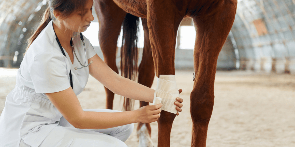 PROCEDURE FOR LAMENESS EXAMINATION IN HORSE