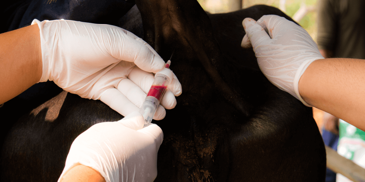 VAGINAL EXAMINATION IN EQUINE AND CATTLE