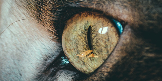 ANIMAL EYE SURGERY KITS